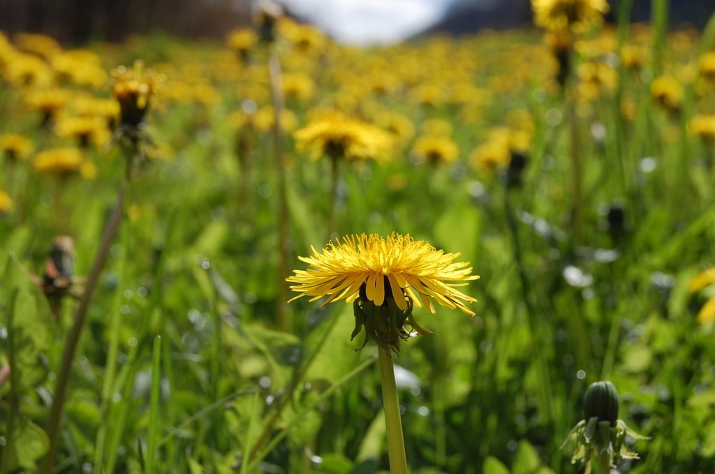 Colors de la primavera by rastacharly77