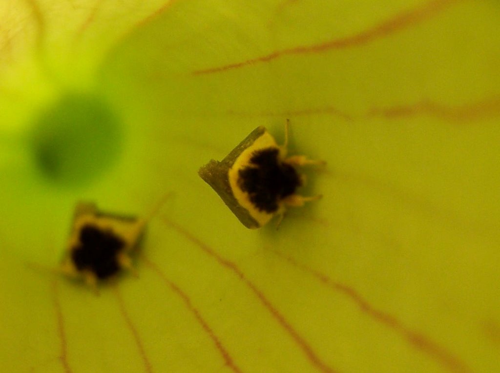 Moths inside carnivorous pitcher plants by zacharystewart