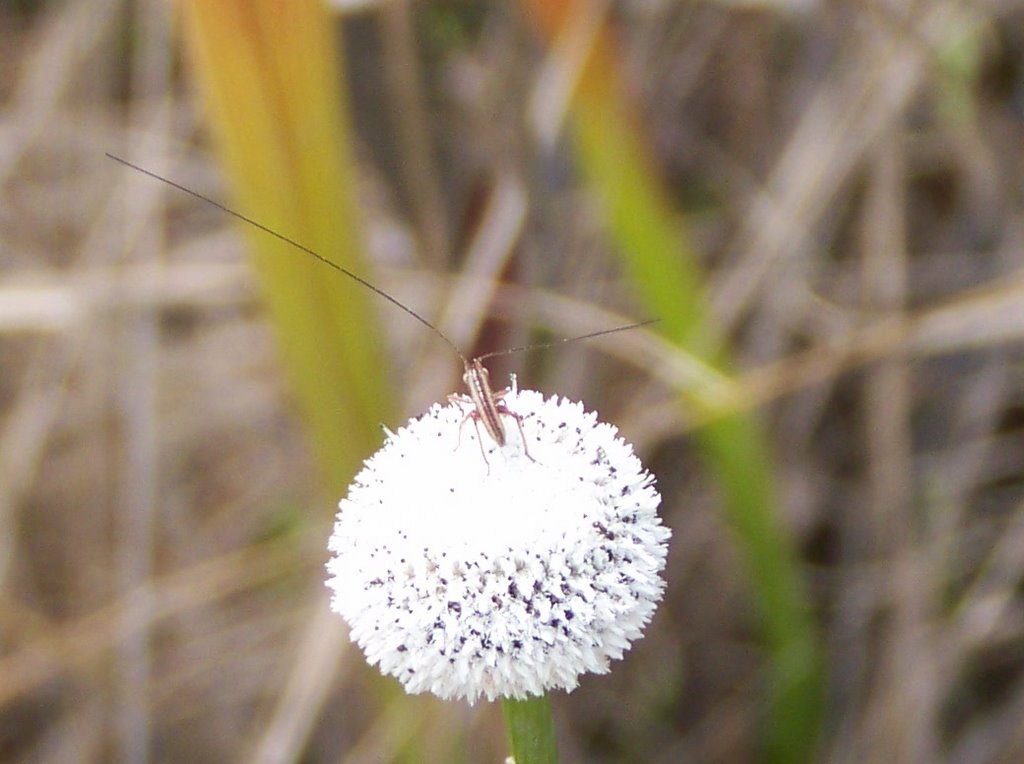 Bug on flower in South Mississippi by zacharystewart