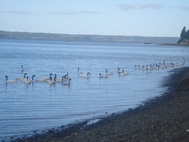 Cisnes en playa Huyar alto by georgina guichaquele…