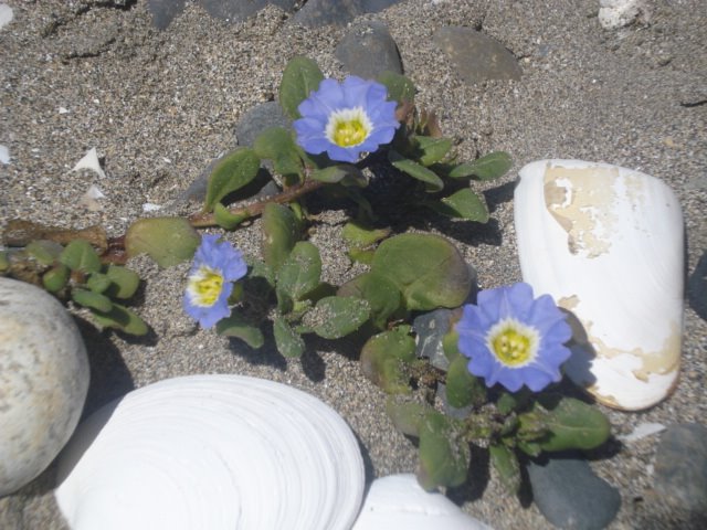 Flores en playa de Ancud by georgina guichaquele…