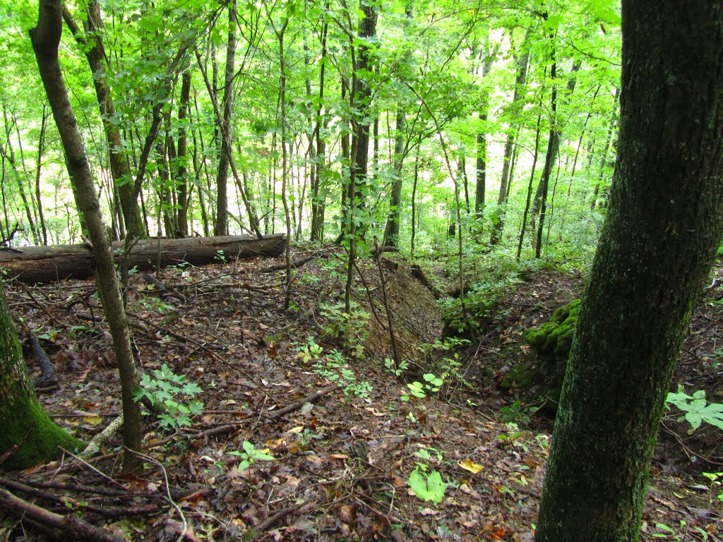 Erosion through Forest Near Floyds Fork by LaurenFromKY