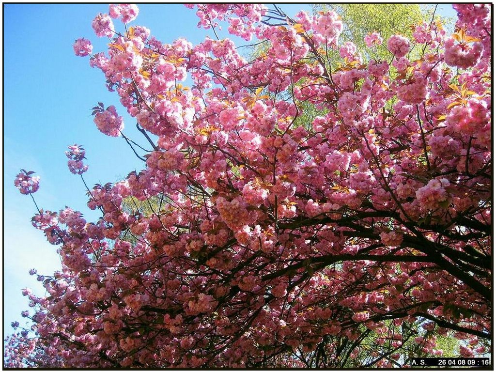 Wildkirschblüte in Kladow by A.Sorgenfrei