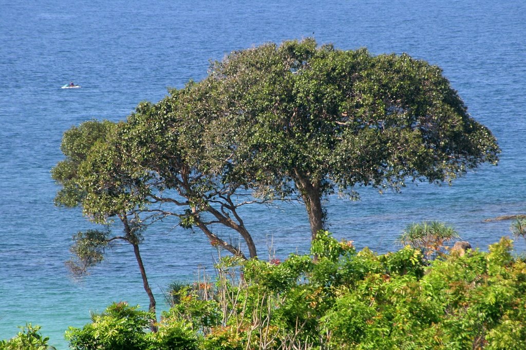 Just a tree, at the sea by boerx