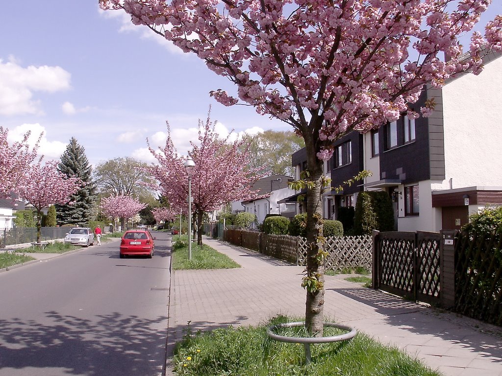 Berlin, Frühling in Lichtenrade 2 by Nätebus