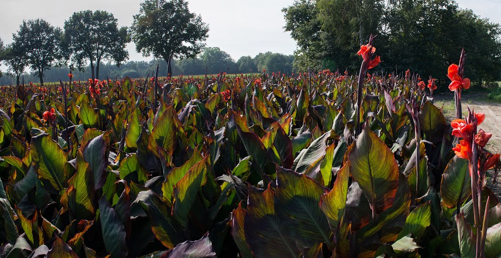 Bloemenpracht in september Stramproy Nederland by Henri Van Ham