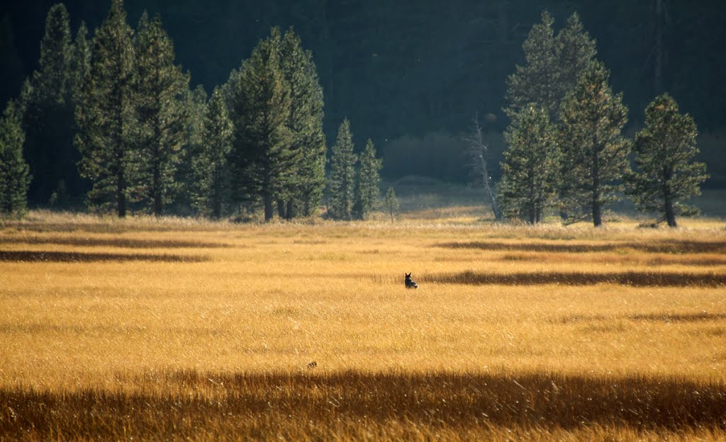 Coyote in Grass Lake by M Rhodes