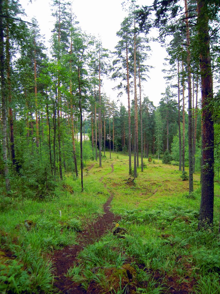 Kippasuo frisbee golf course, fairway 15 by Petteri Kantokari