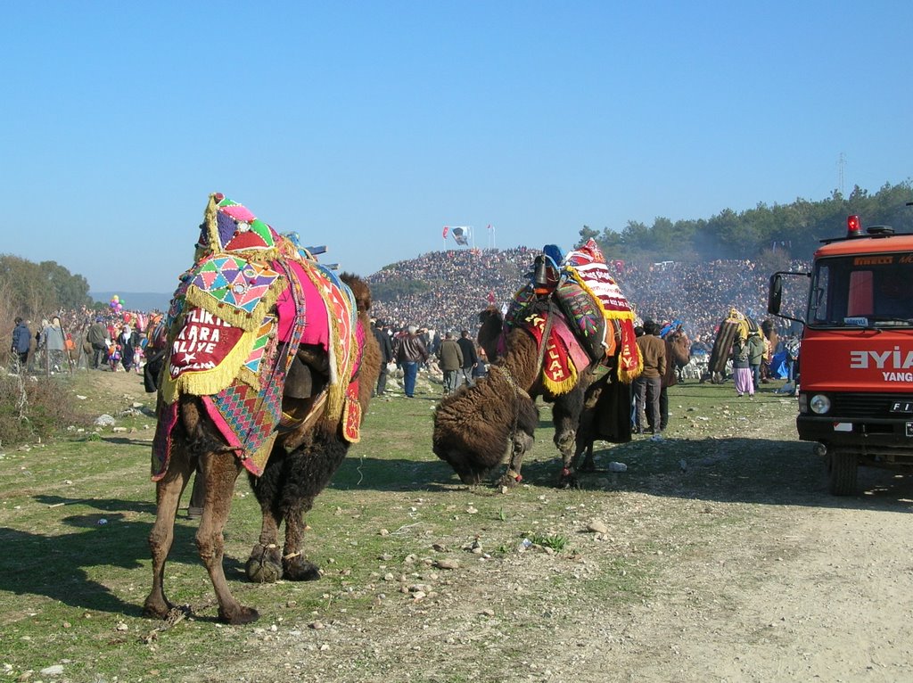 Camels at Selcuk by lorimerr