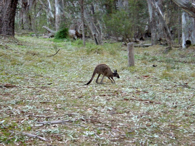 Wilpena Pound, Flinders Range by Banja&FransMulder