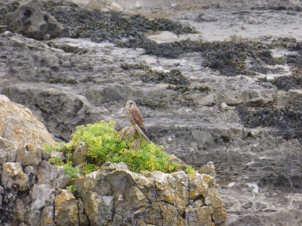 Not what I expected to see beside the sea by Judith,