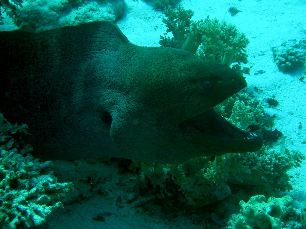 Shark & Yolanda Reef http://web.mac.com/gerard.nicolle/Site/DAHAB.html by 28-07-1980