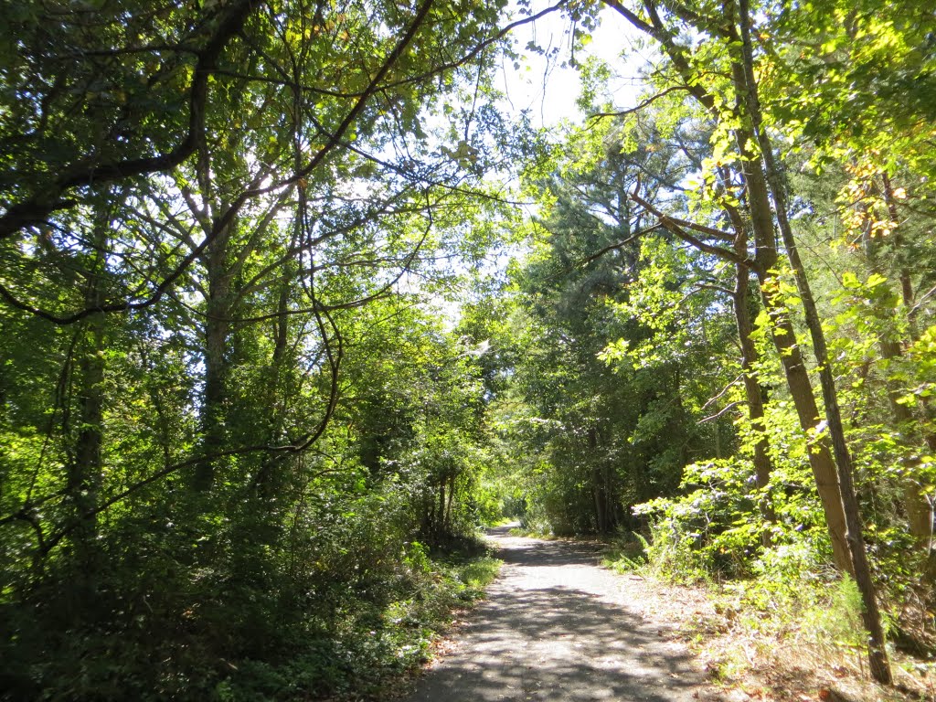 Barnegat Branch Trail by Adam Elmquist