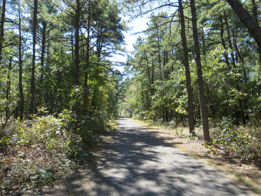 Barnegat Branch Trail by Adam Elmquist