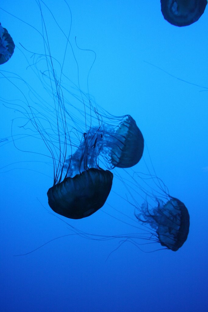 Jelly Fish by Scott Hanko