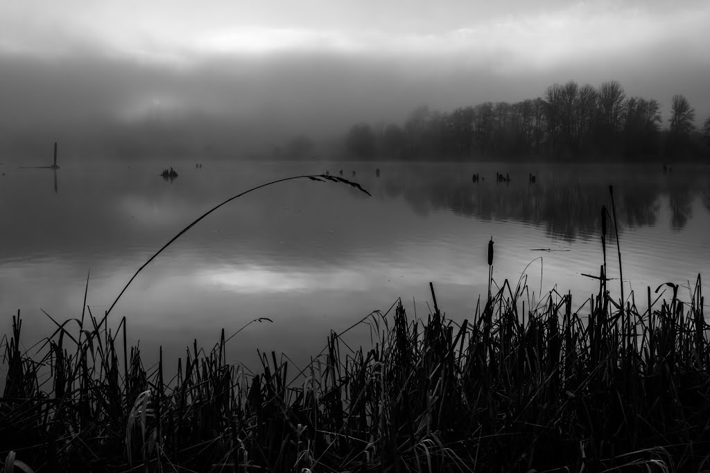 Mill Pond, Vernonia, OR, USA by Curtis Knight