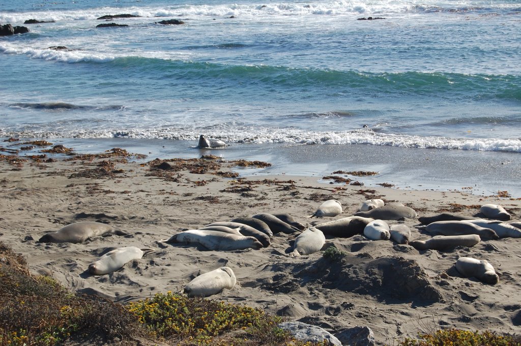 Elefantes Marinhos - San Simeon, CA by mluciano