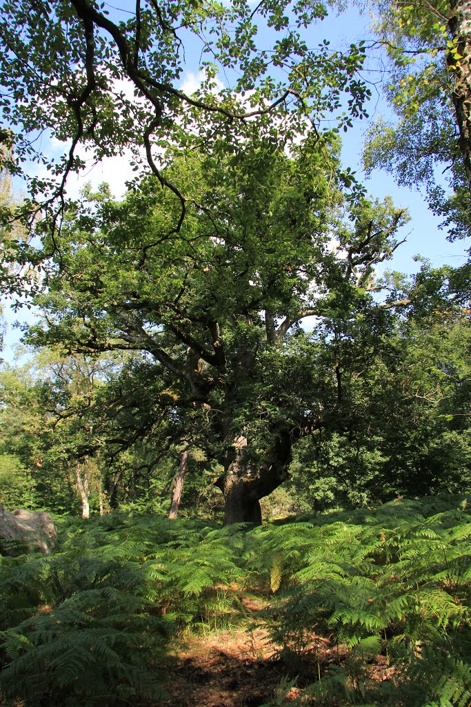 Chene Sully (Foret de Fontainebleau) by gerard VERITE