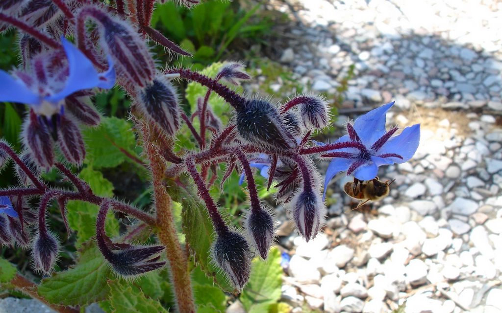 Bee in the Blue 1 by phoenixbf