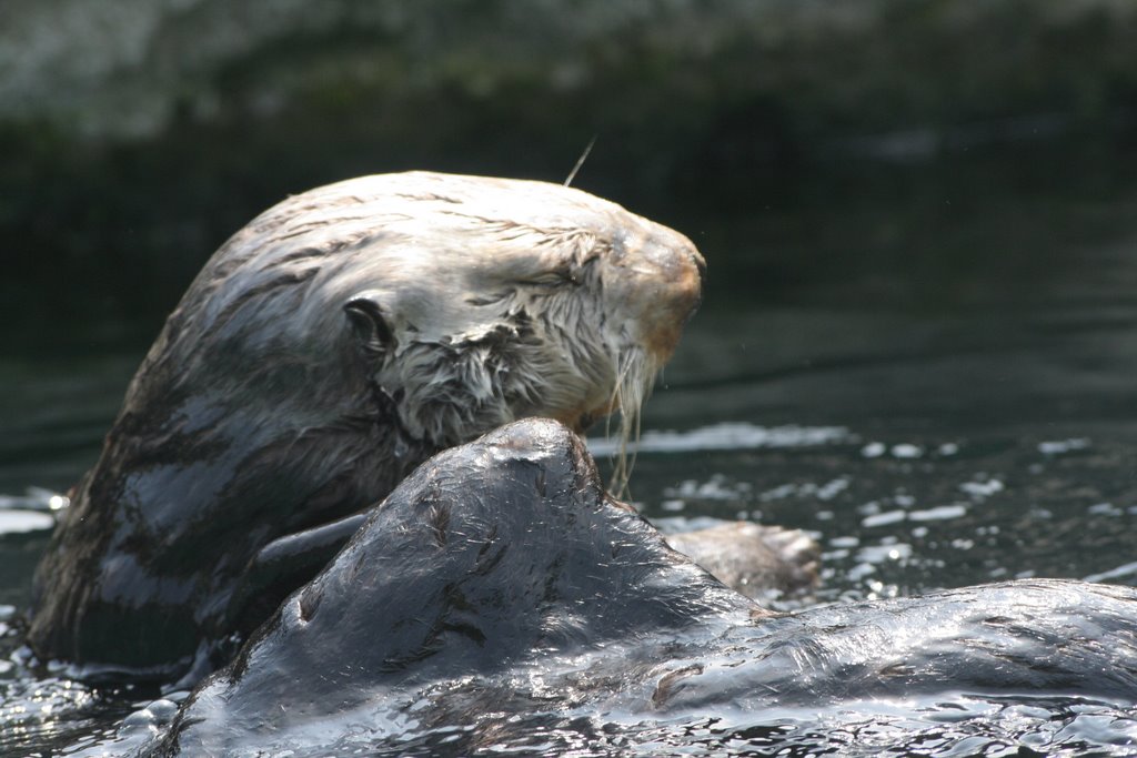 Sea Otter by Scott Hanko