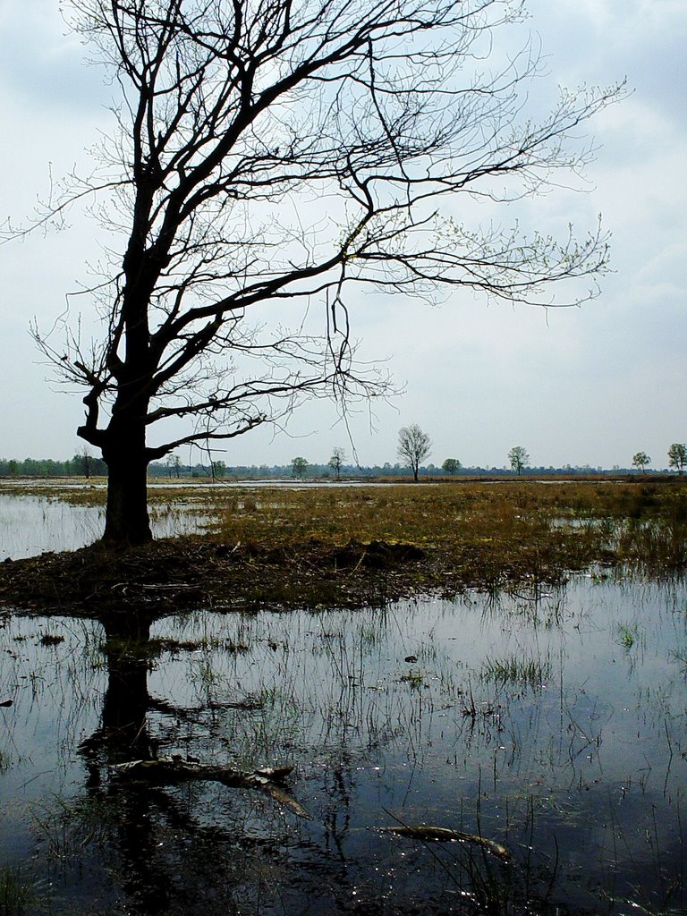 Starven, Strabrechtse en Lieropse Heide by uaf