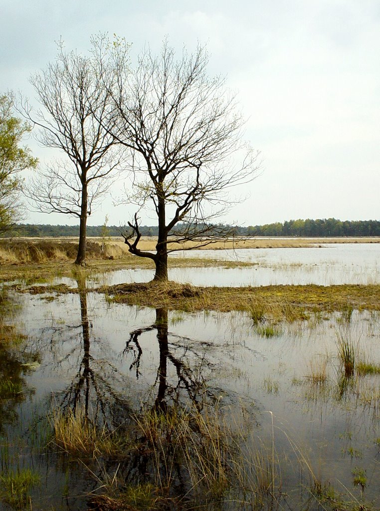 Starven, Strabrechtse en Lieropse Heide by uaf