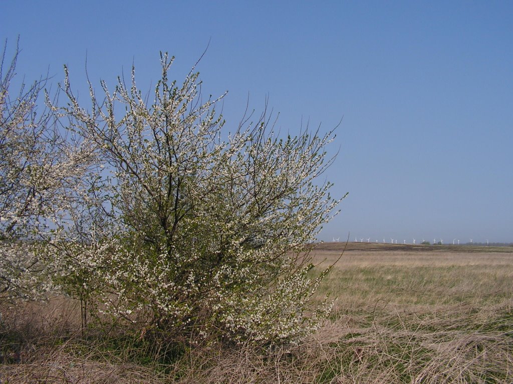 Kulikovo, Kaliningradskaya oblast', Russia, 238553 by balikov