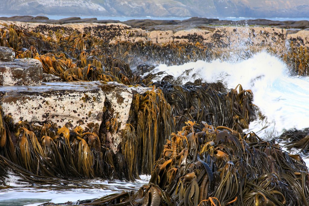 Kelp, Curio Bay by Sonny Thornborrow