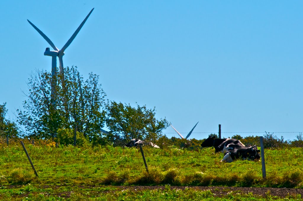 Cows Keeping Cool by Rick King