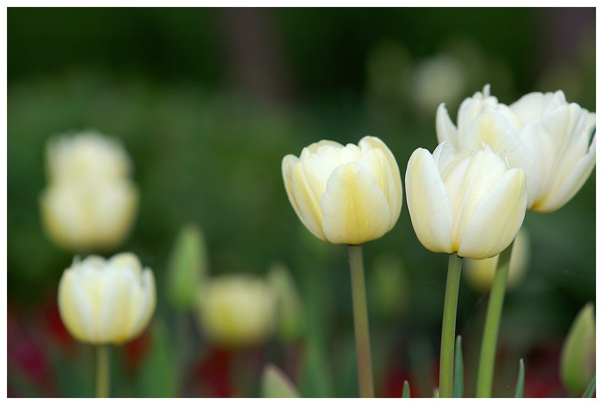 Tulpenblüte im Optikpark by Afrost