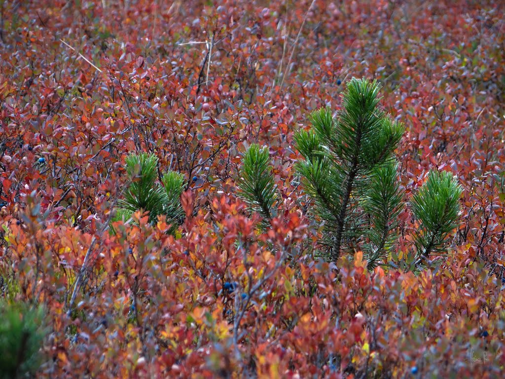 Herbst im Bayerischen Wald Hochmoor und Filze by Heinz R.