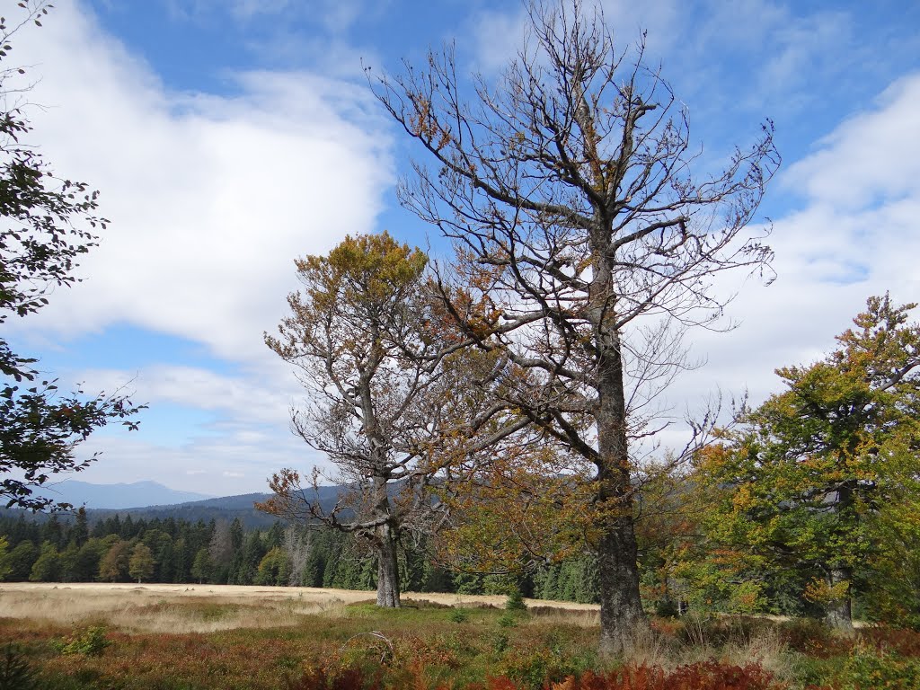 Hochmoor, Schachten und Filze by Heinz R.