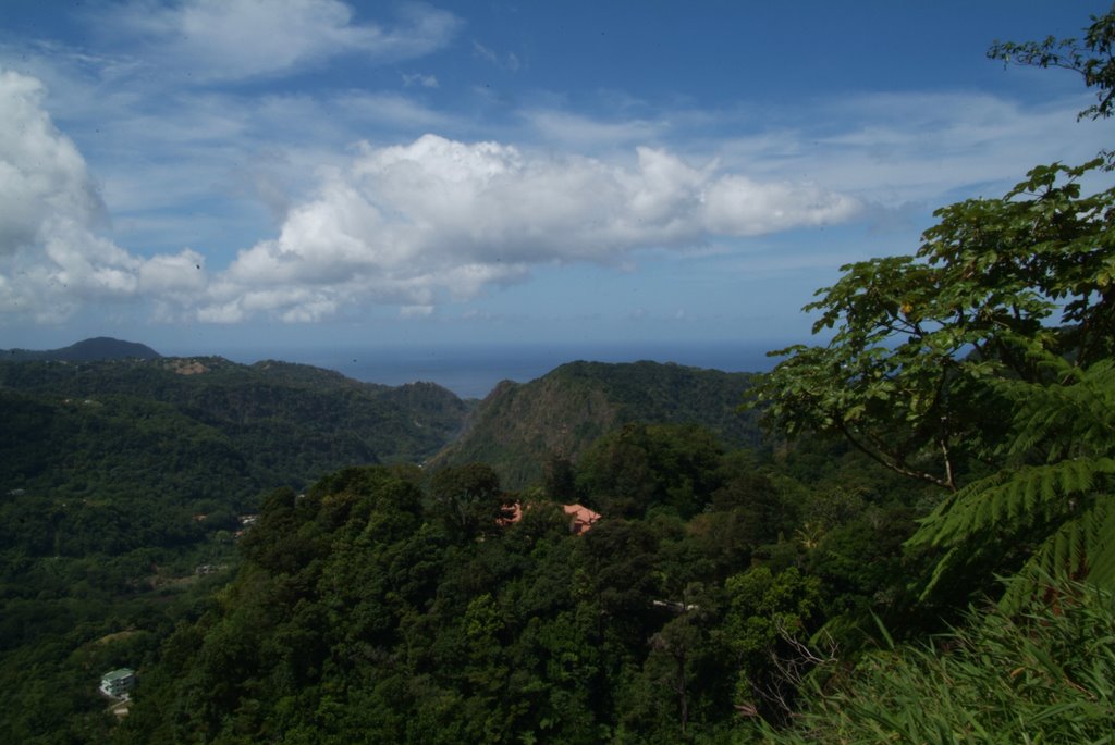 Dominica, in the rain forest. by digitography