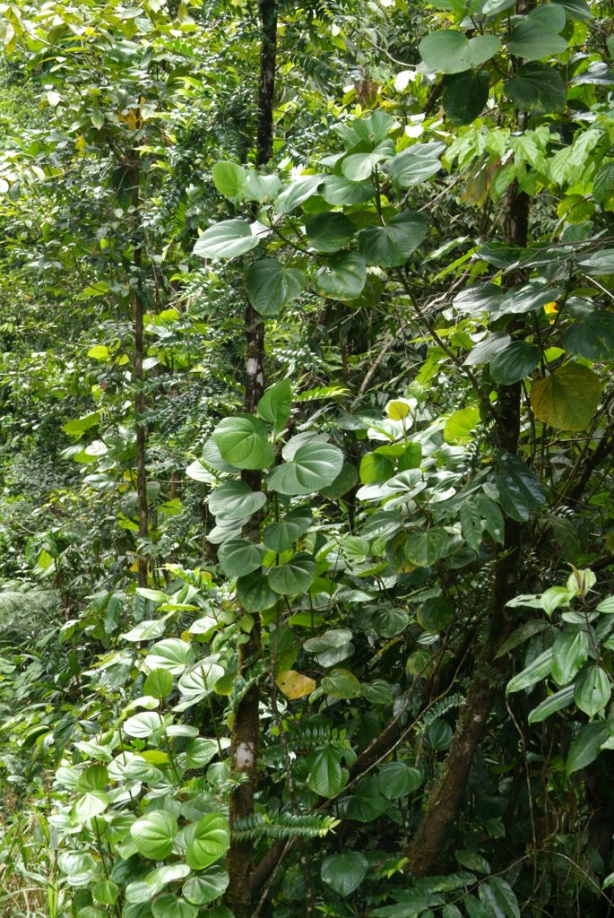 Dominica, in the rain forest. by Derek Haden