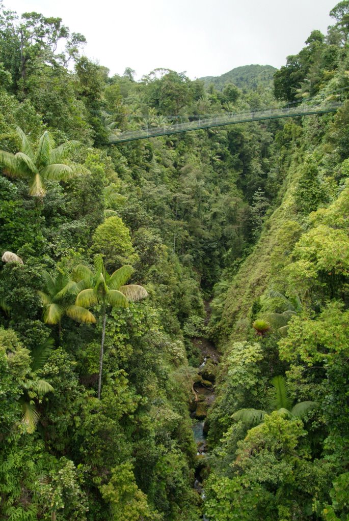 Dominica, in the rain forest. by digitography