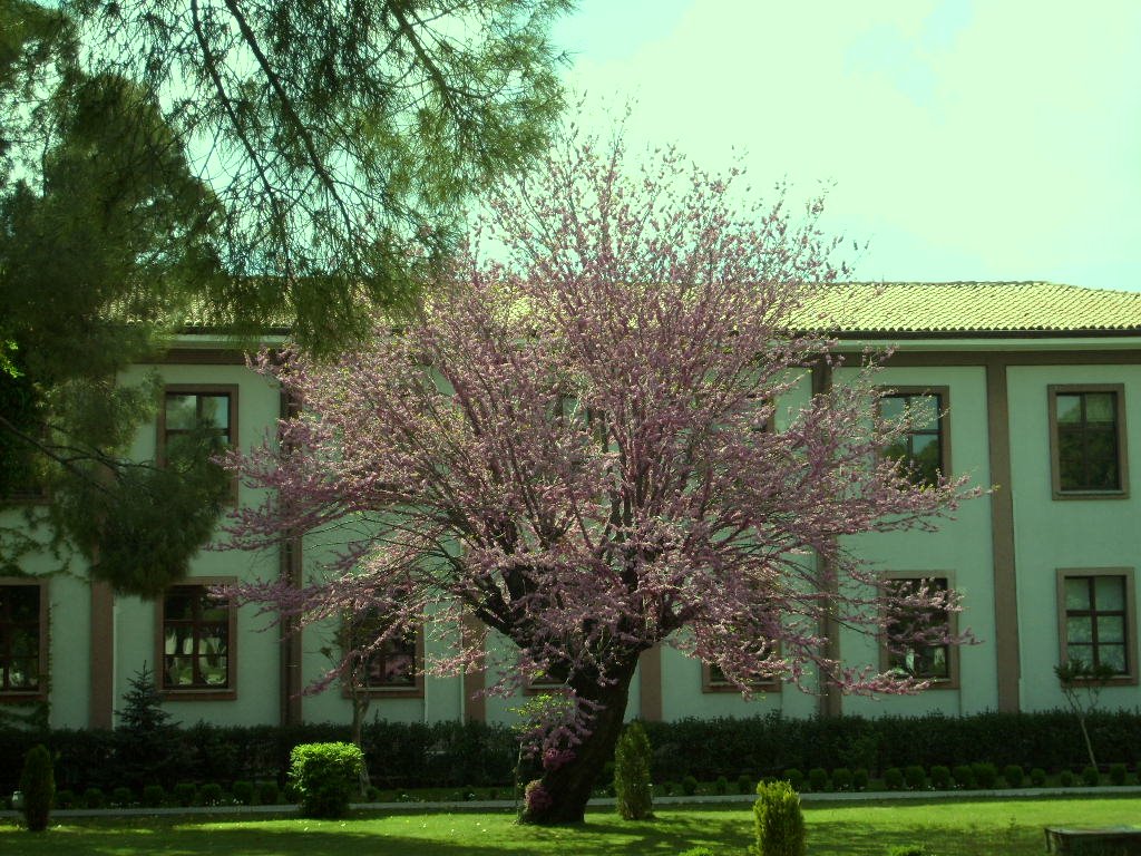 Judas tree in Mugla...(erguvan) by birgül ergev