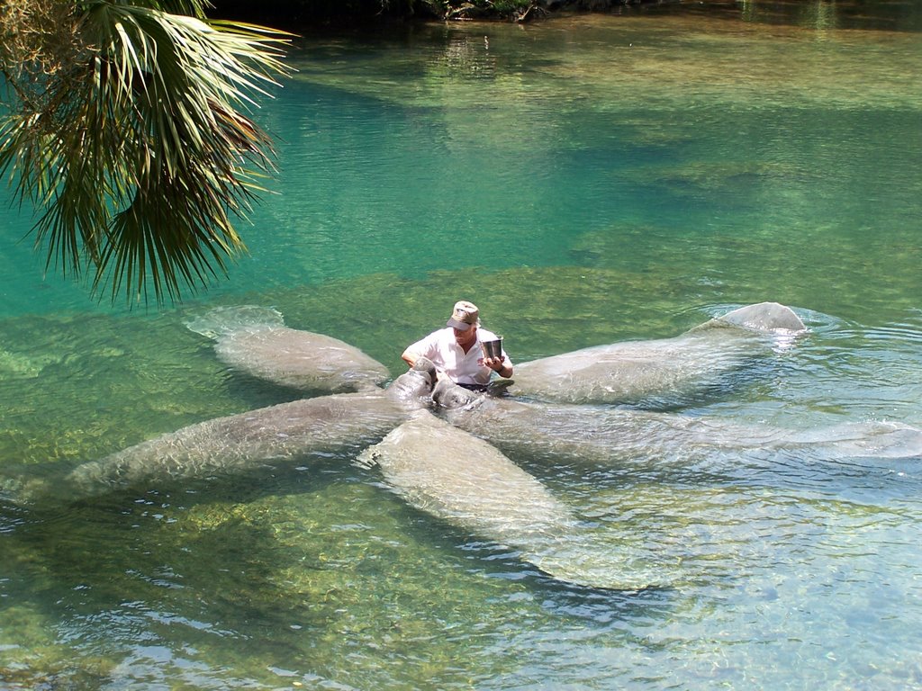 Manatee at Homosassa Springs Wildlife State Park, FL by ebrok