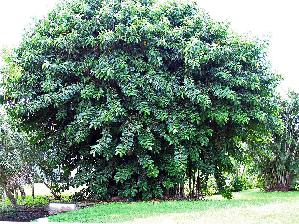 Tree View From Trail by Tom Choma