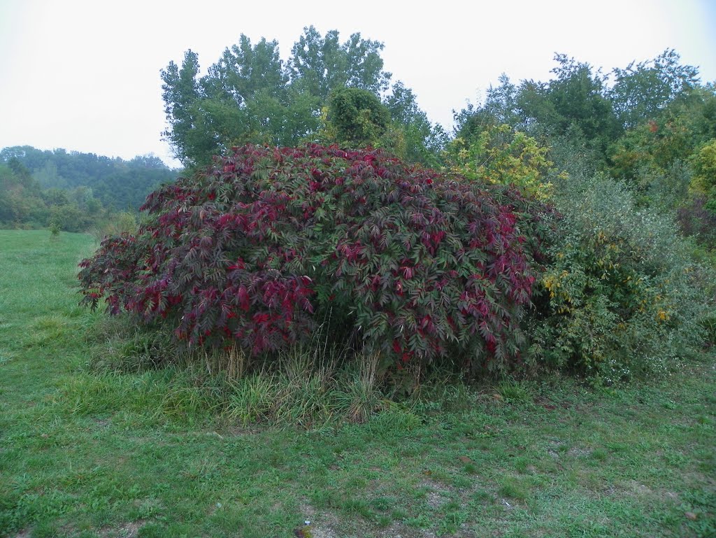 Metea Conty Park, Allen County, Indiana by MikeFromholt