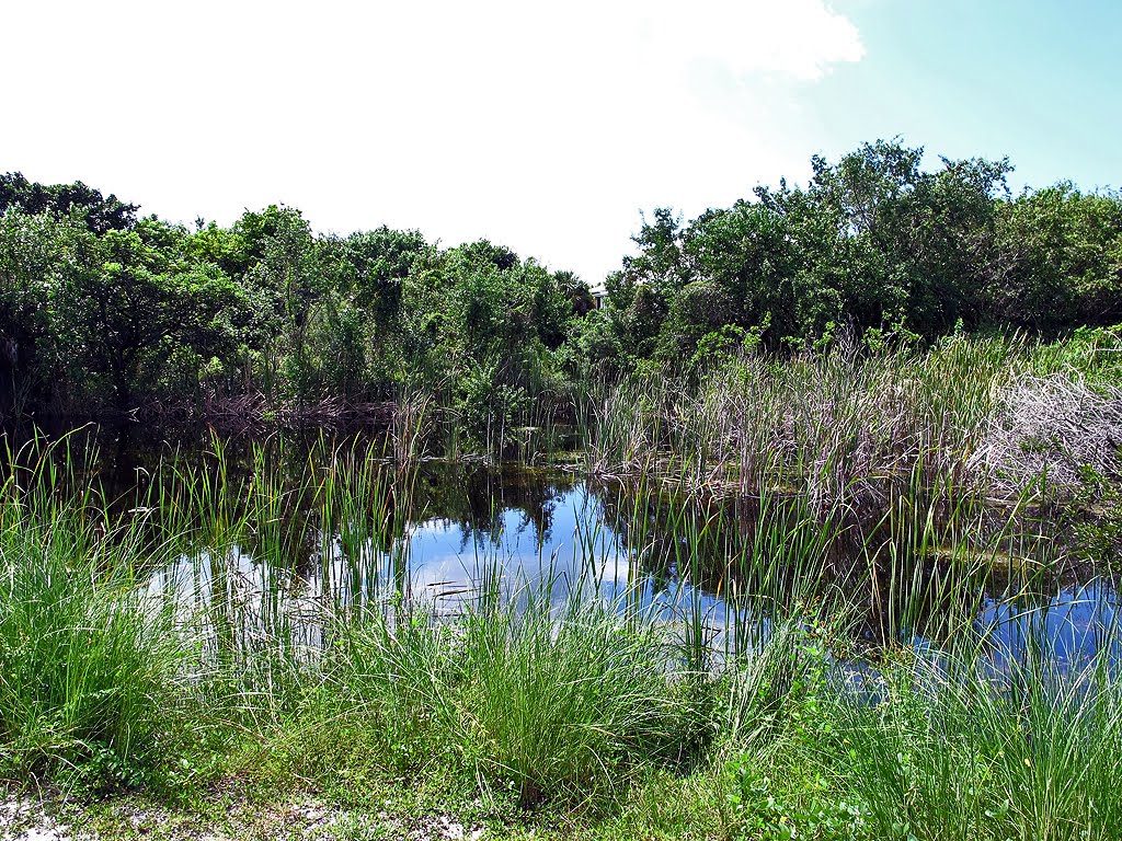 Marsh Near Trail by Tom Choma