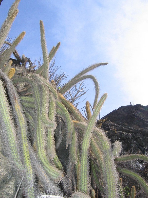 Cactus, Praia do Boldro, FN by MarcusDavis