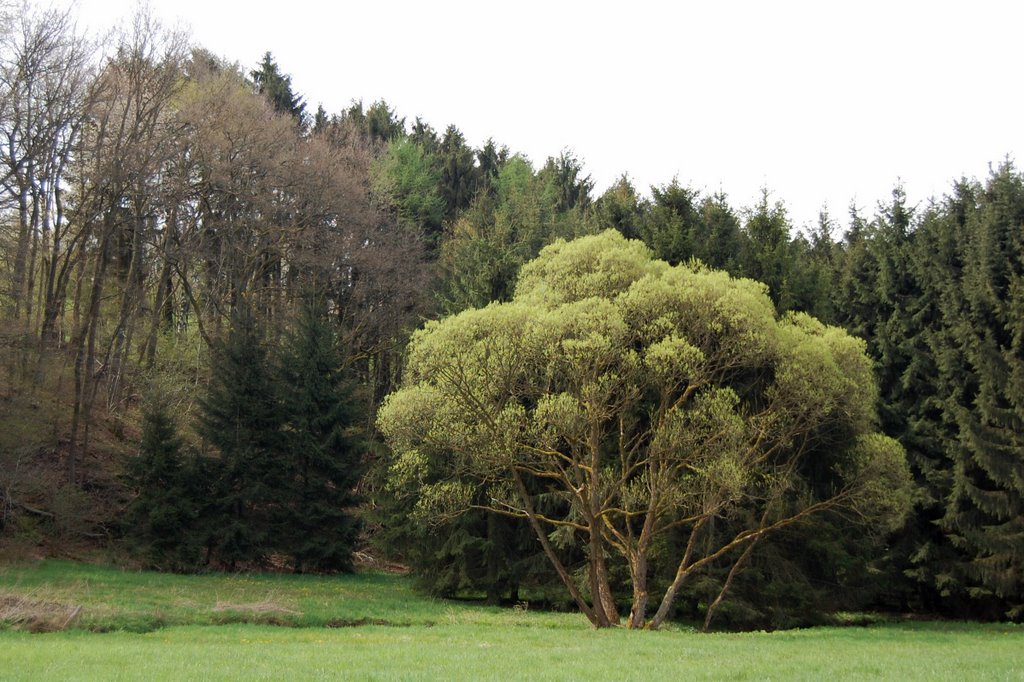 Natur bei Busenhausen by wHucki