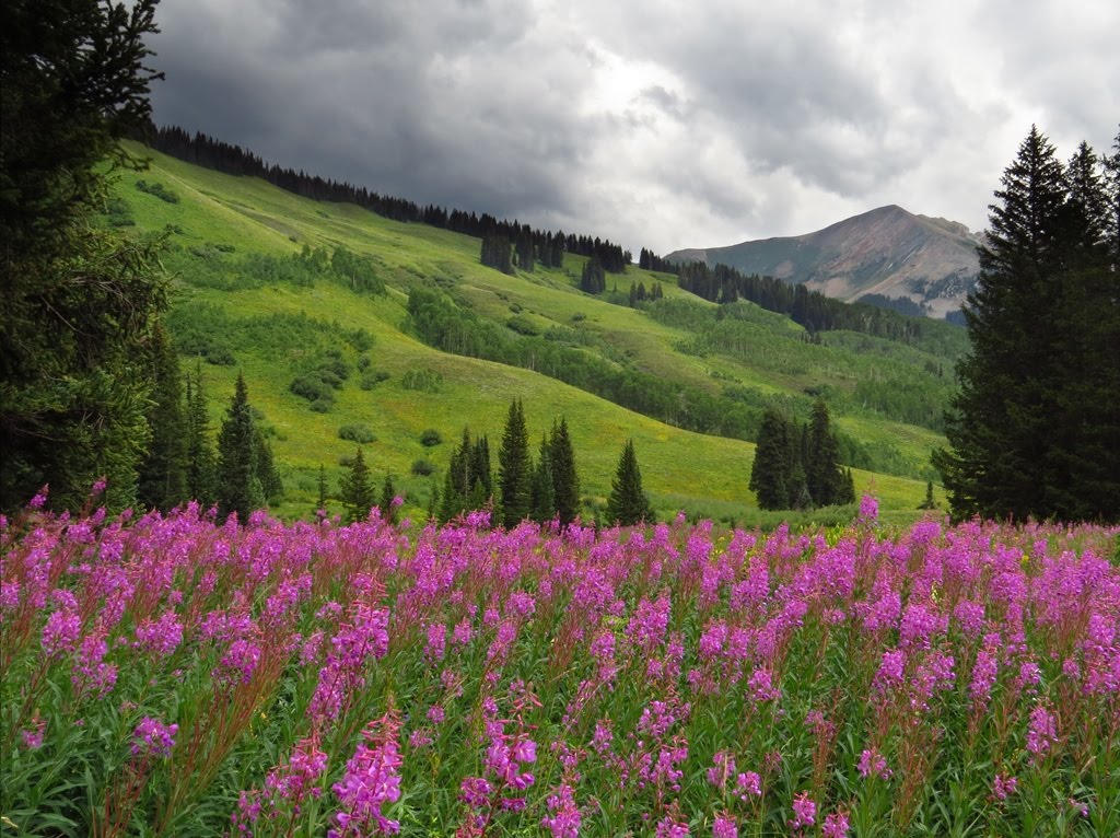 Crested Butte Wildflowers by Wild Panoramic