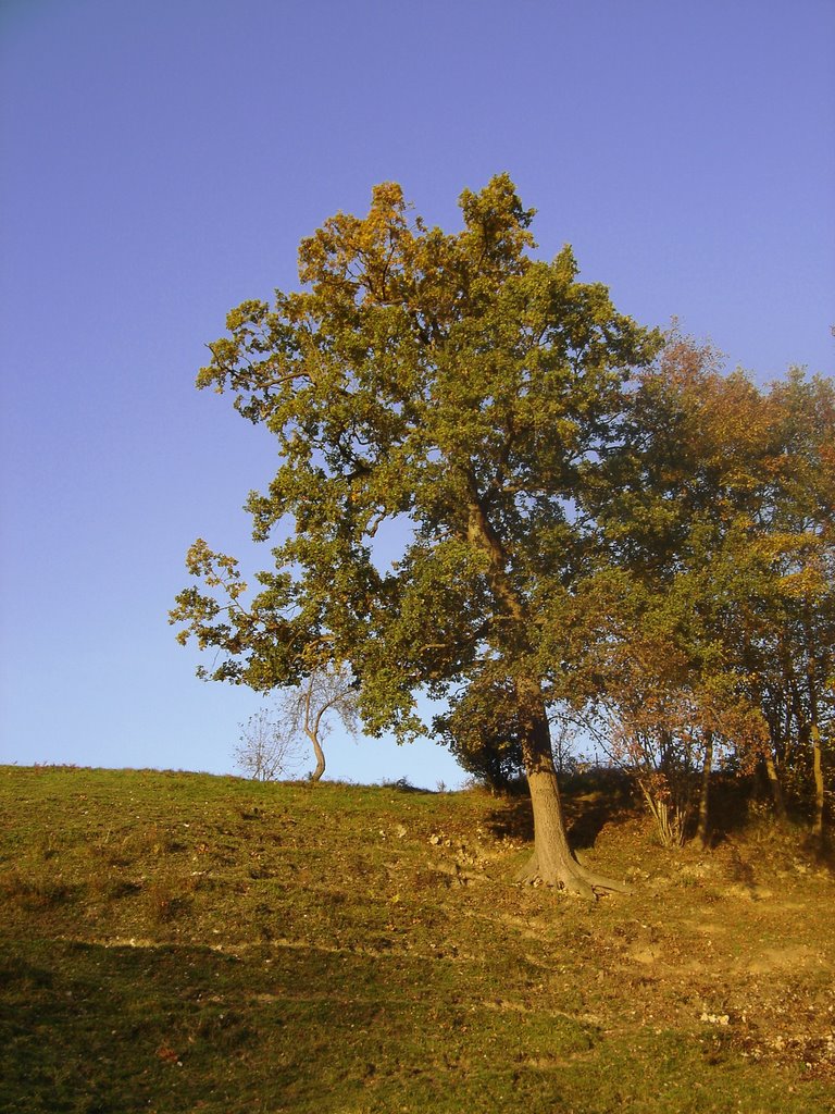 Arbre à flanc de colline by Nicolas Aubé