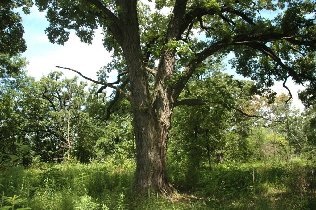 Bur Oak Woods by Shylos10