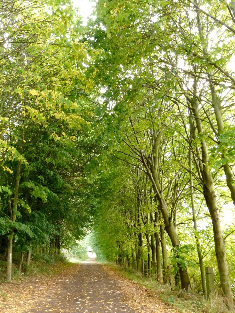 Frelinghien - Chemin le long de la Lys by epaulard59