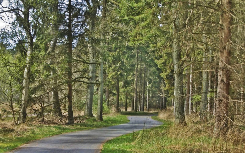 Het bos by Guido Musch