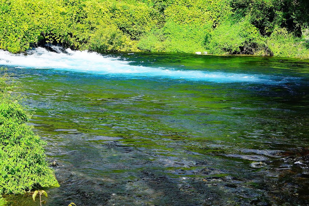 Pure spring water Kakita river　まさに清流　湧水川の柿田川 by Ken Matsu