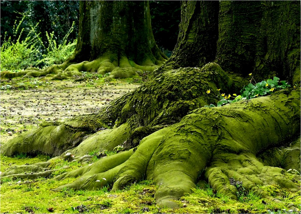 Buchenfüße - Beeches' Feet by heinz trompetter