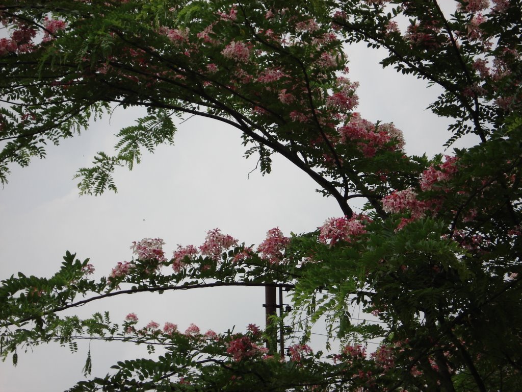 JU School Collage, Savar, Bangladesh by Mir Abul Kashem